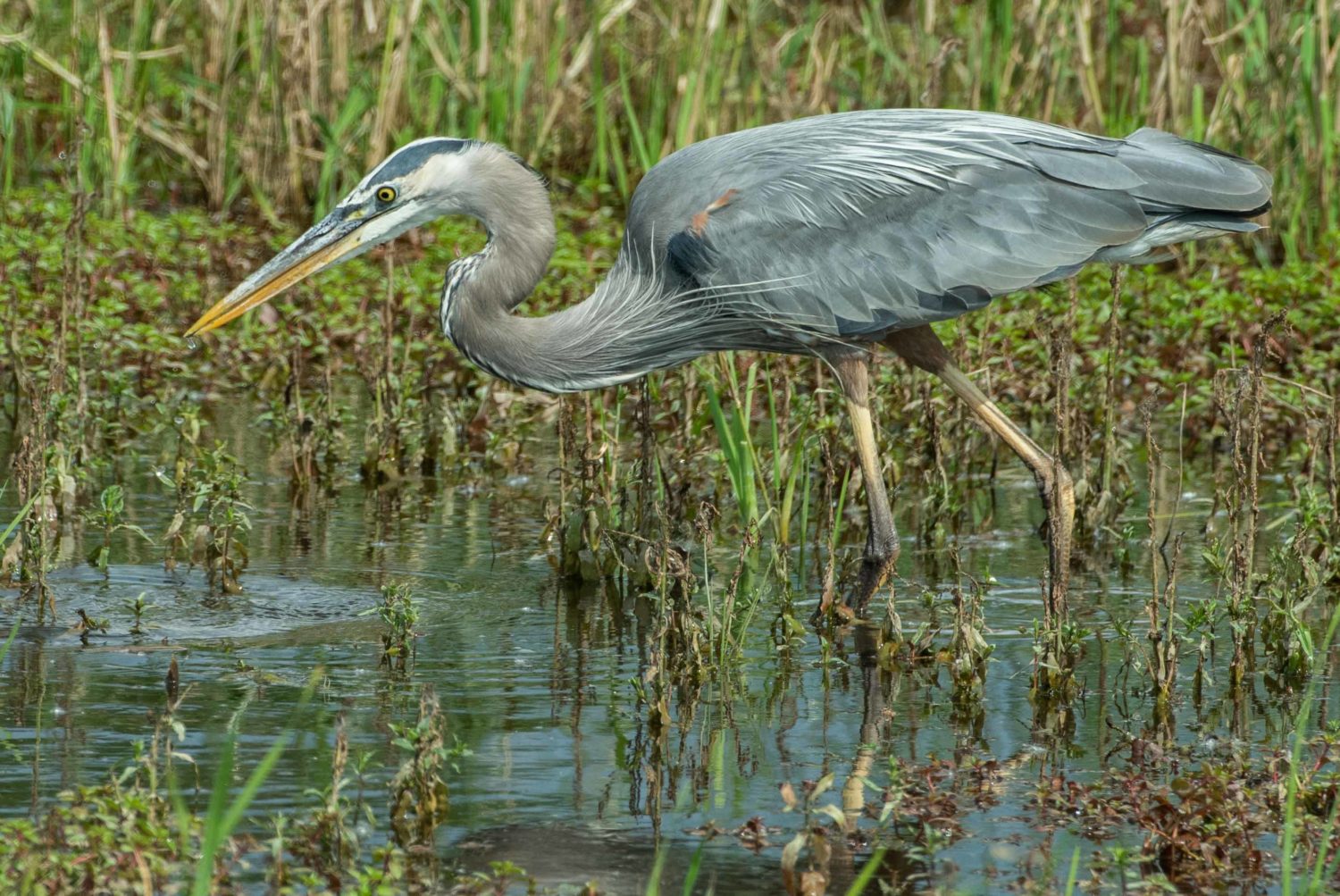 Montezuma National Wildlife Refuge Bird List