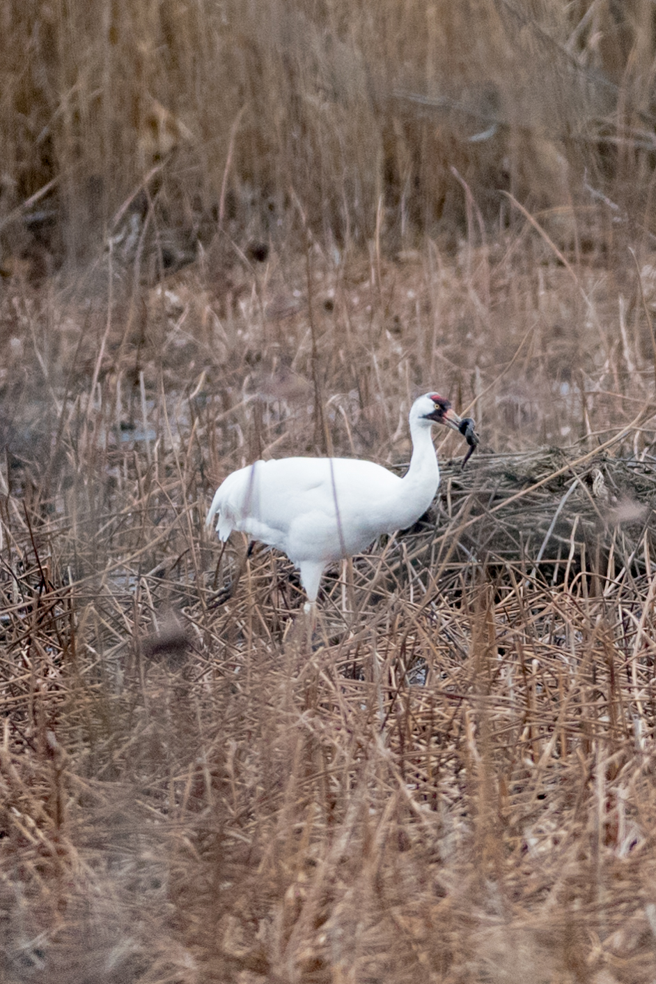 Whooping cranes Nature in Today's World