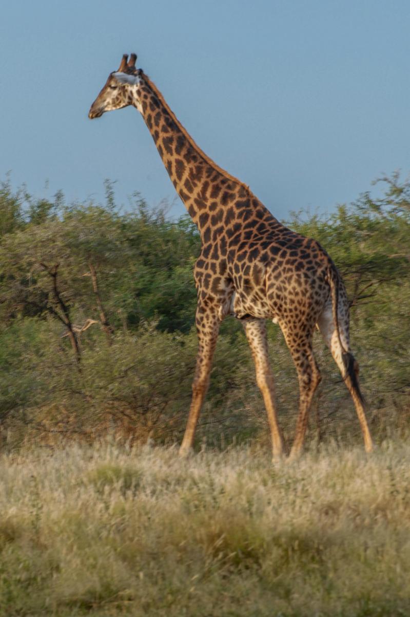 Giraffe