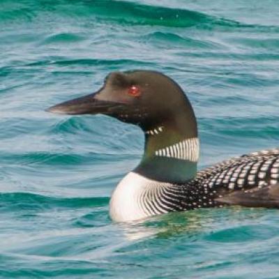 Common loons