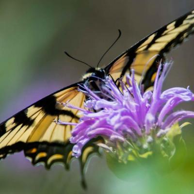 Tiger swallowtail (Eastern)