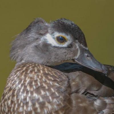 Wood duck - female