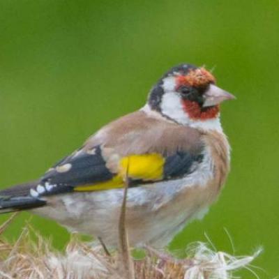 Goldfinch
