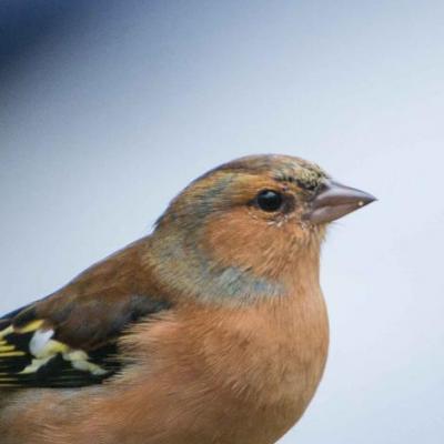 Chaffinch