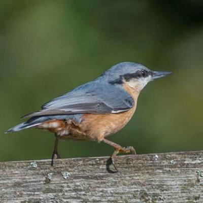Nuthatch