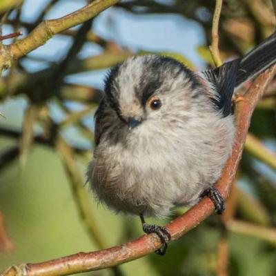 Long-tailed tit