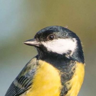 Great tit