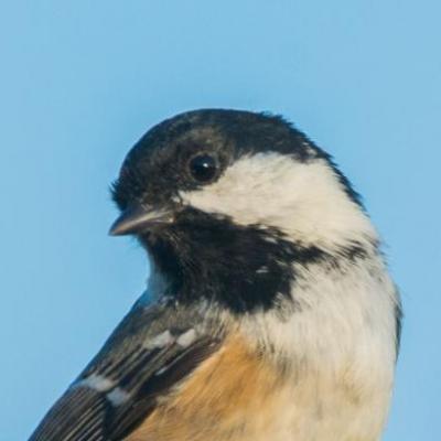 Coal tit