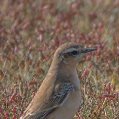 Wheatear?