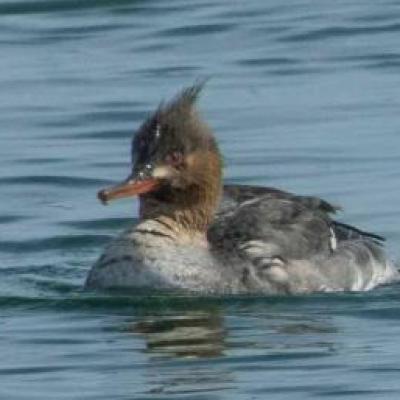 Red-breasted mergansers