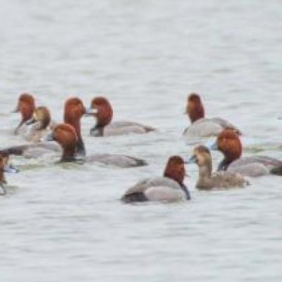 Red-headed ducks