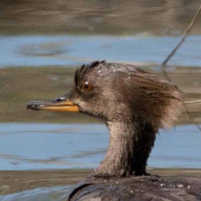 Hooded merganser (f)