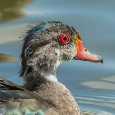 Wood duck - eclipse plumage