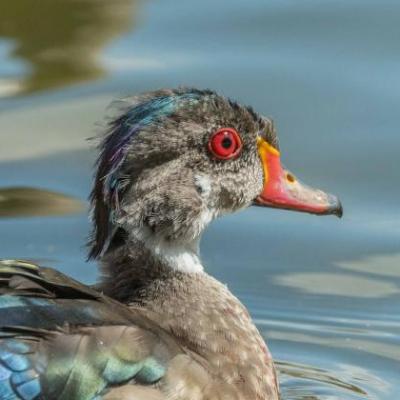 Wood duck -eclipse plumage, male