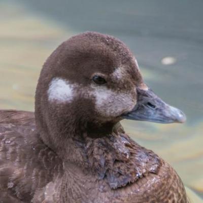 Harlequin duck - female