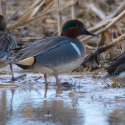 Green-winged teals