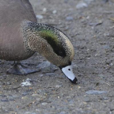 American wigeon - male