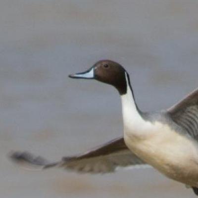 Pin-tailed duck - male