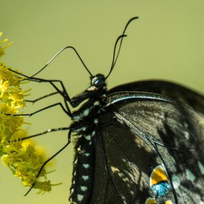 Spicebush (?) swallowtail