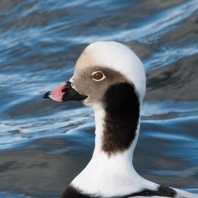 Long-tailed duck - male