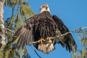 Bald eagle