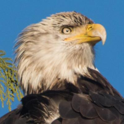 Bald eagle