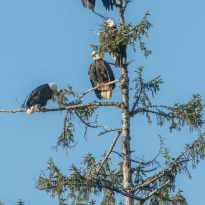 Bald eagles