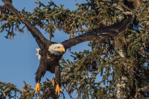 Bald eagle
