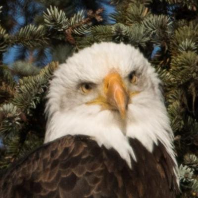 Bald eagle