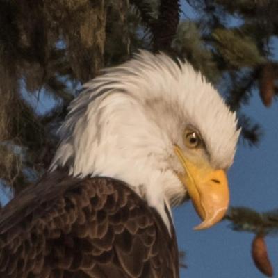 Bald eagle