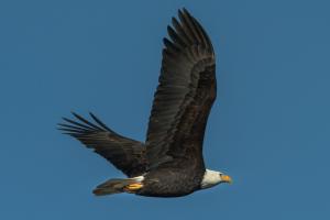Bald eagle