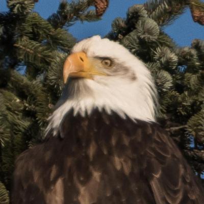 Bald eagle