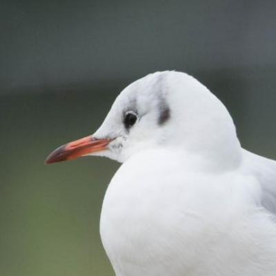 Black headed gull
