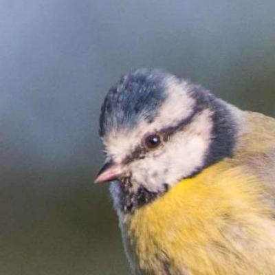 Blue tit 
