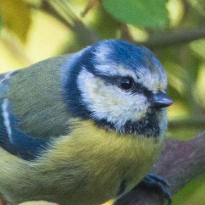 Blue tit 