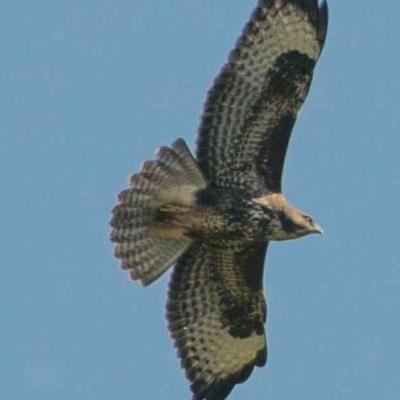 Common buzzard