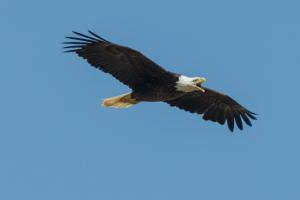 Bald eagle