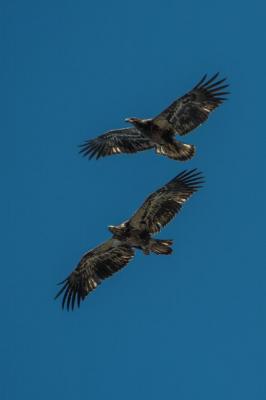 Juvenile bald eagles in flight