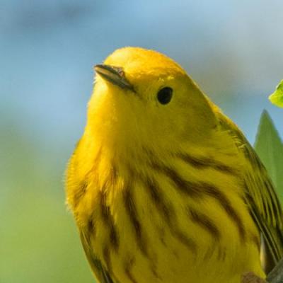 Yellow warbler