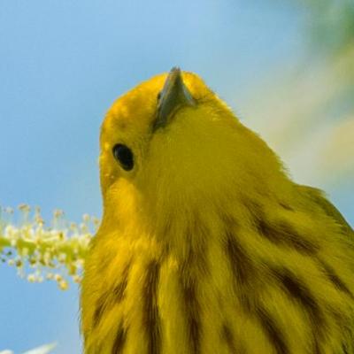 Yellow warbler