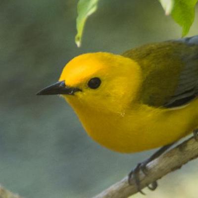 Prothonotary warbler