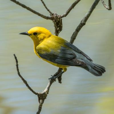 Prothonotary warbler