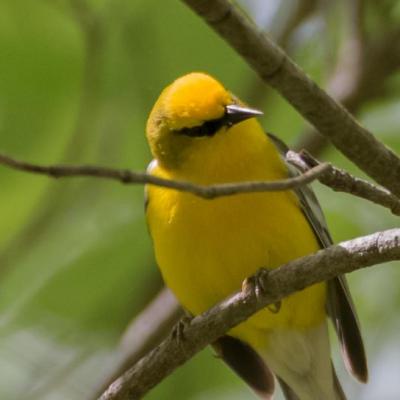 Blue-winged warbler