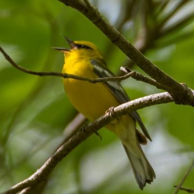 Blue-winged warbler