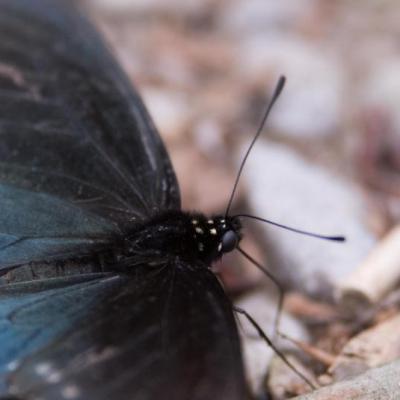Pipevine swallowtail