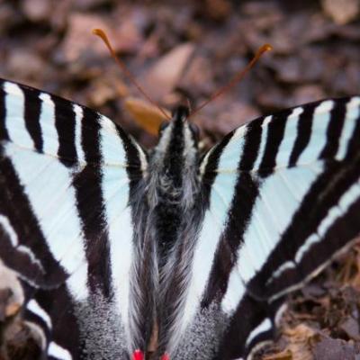 Zebra swallowtail