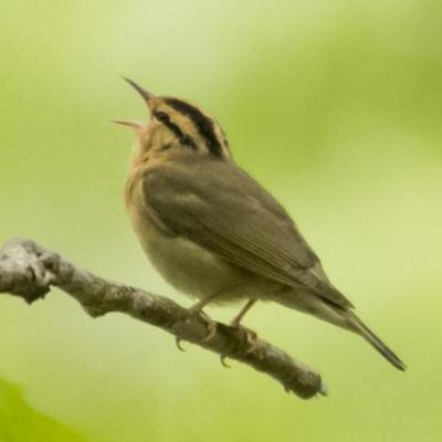 Worm-eating warbler