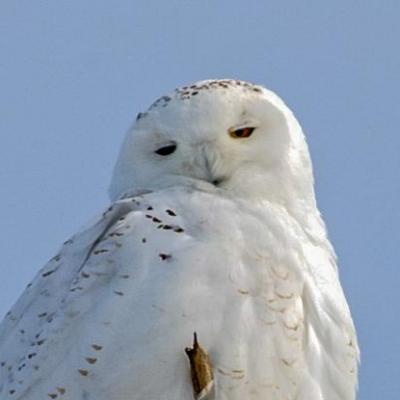 Snowy-owl