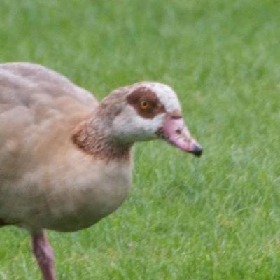 Egyptian goose
