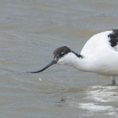 Avocet